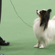 Image for article titled Elegant Updos and Classy Coats at the Westminster Dog Show